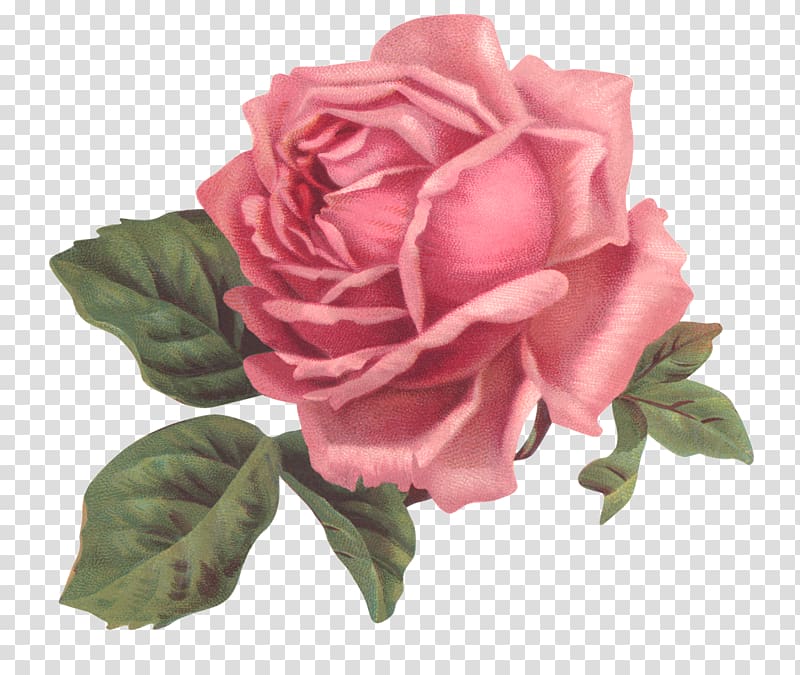 Vintage clothing Flower Rose, Shabby transparent background PNG clipart