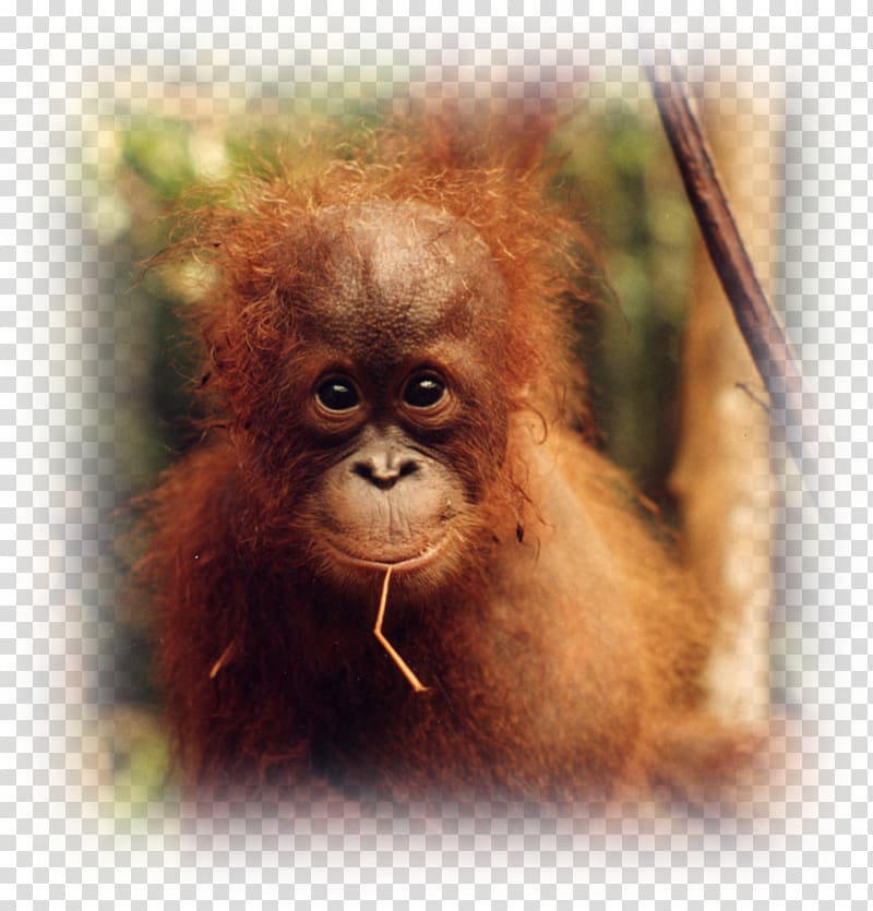 Baby Orangutans Desktop Display resolution group, orangutan transparent background PNG clipart