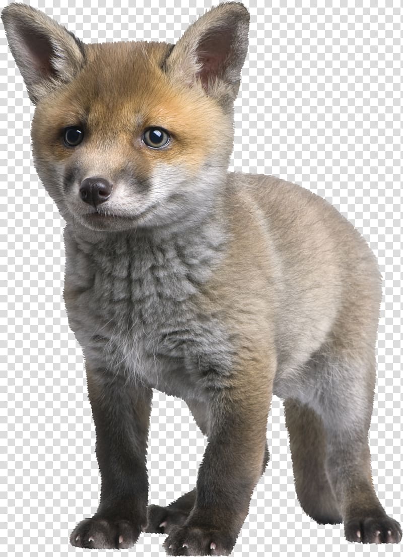 Red fox Arctic fox Puppy , fox transparent background PNG clipart