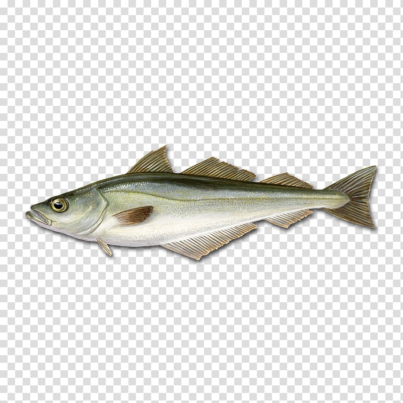 Cod Pollock Pollack Fishing, fish transparent background PNG clipart