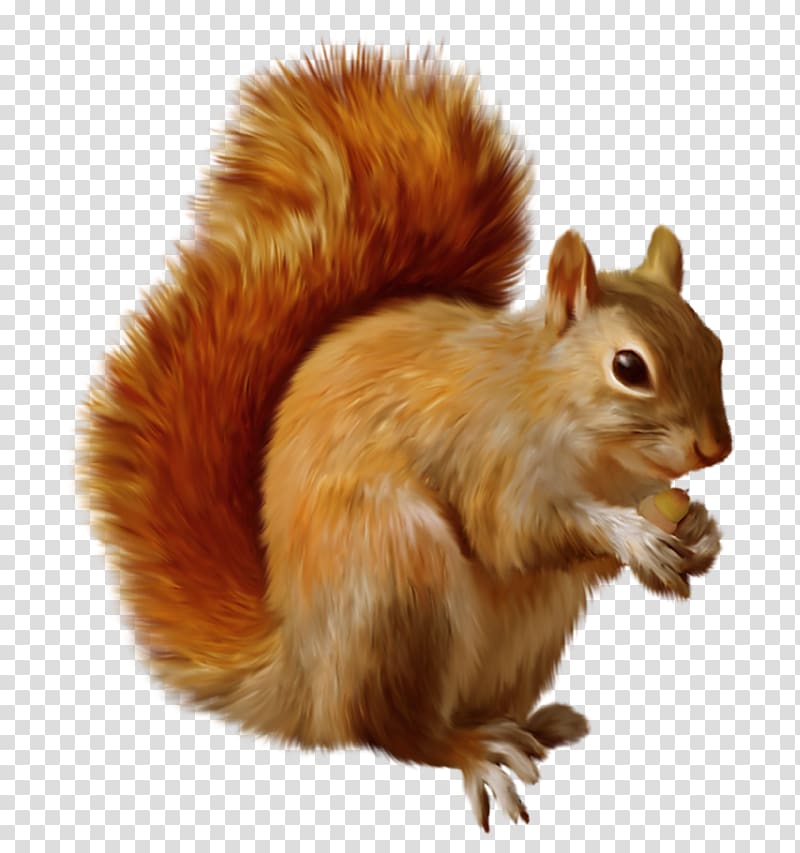 Red squirrel Chipmunk , Squirrel transparent background PNG clipart