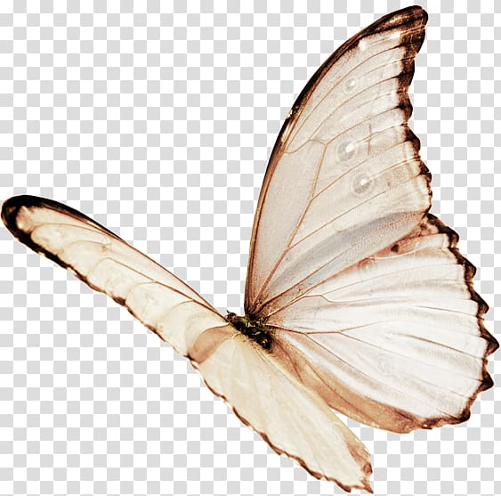 Butterfly Color , Plain butterfly transparent background PNG clipart