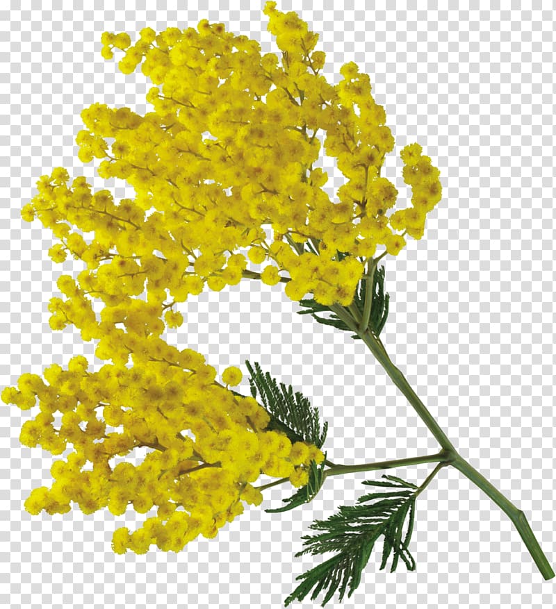 Flower bouquet Mimosa pudica Acacia dealbata, flower transparent background PNG clipart