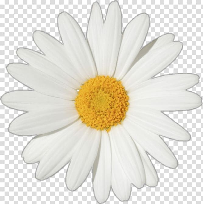 Common daisy Flower Oxeye daisy , flower transparent background PNG clipart