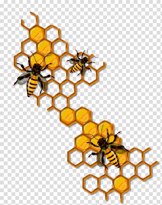 Bee Honeycomb Insect , bee transparent background PNG clipart