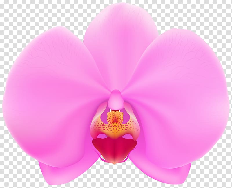 , Pink Orchid transparent background PNG clipart