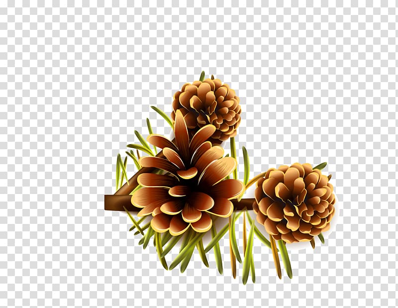 Pine nut Conifer cone, Hand painted pine cone transparent background PNG clipart