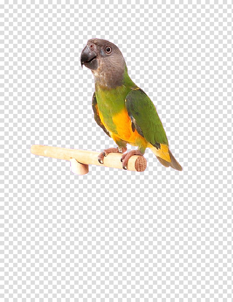 Lovebird Cockatiel Budgerigar Parakeet, Hand-painted parrot transparent background PNG clipart