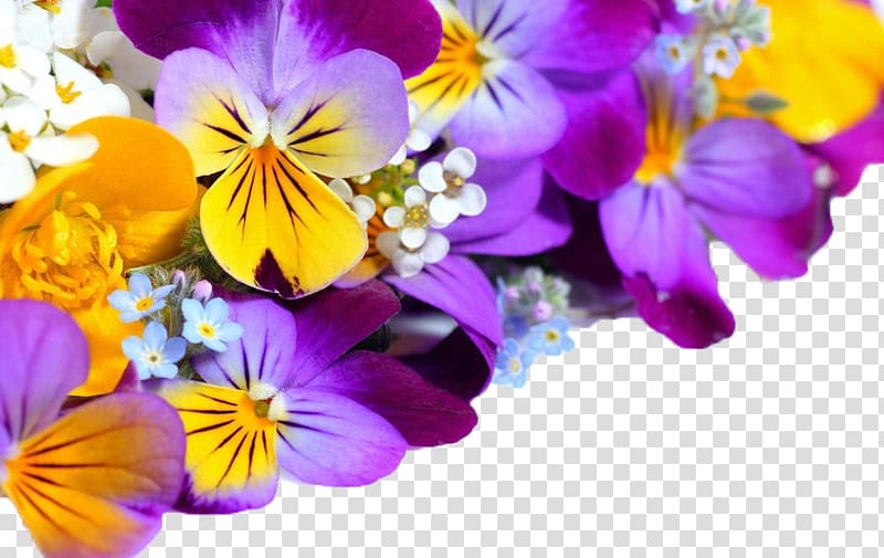 purple-and-yellow pansy flowers, Flower Violet High-definition television Pansy , Purple orchid transparent background PNG clipart