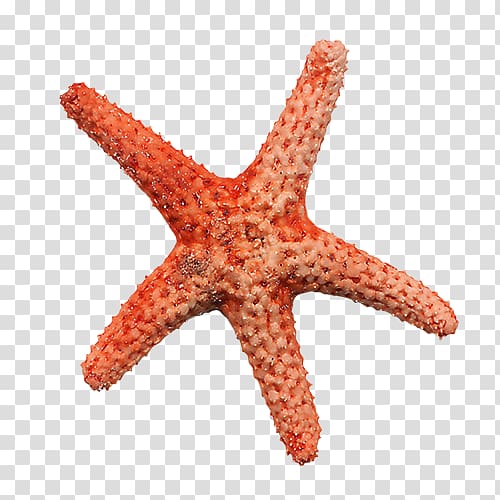 Starfish , Starfish transparent background PNG clipart