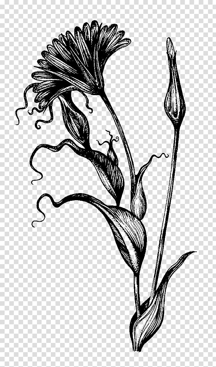 Botanical illustration Drawing Ink Pen Sketch, pen transparent background PNG clipart