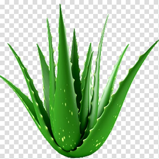 Aloe vera Houseplant Medicinal plants Medicine, plant transparent background PNG clipart