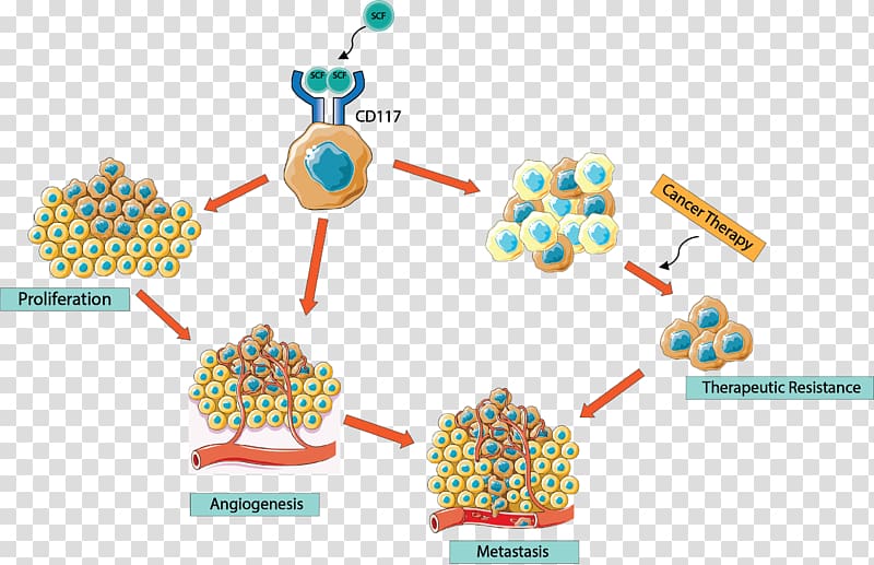 CD117 Cancer stem cell Gastrointestinal stromal tumor Stem cell factor, others transparent background PNG clipart