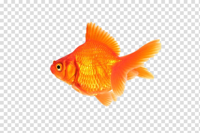 Fantail Desktop 1080p Fish, fish transparent background PNG clipart