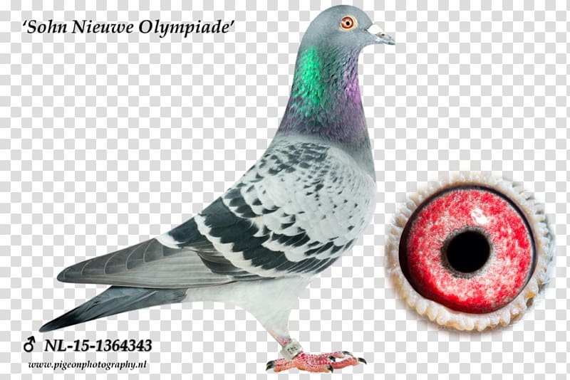 Columbidae Pigeon racing Noyon Beak Ellisons Academy, racing pigeon transparent background PNG clipart