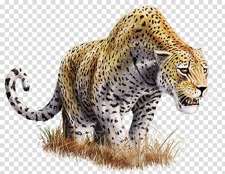 Leopard , Leopard Background transparent background PNG clipart
