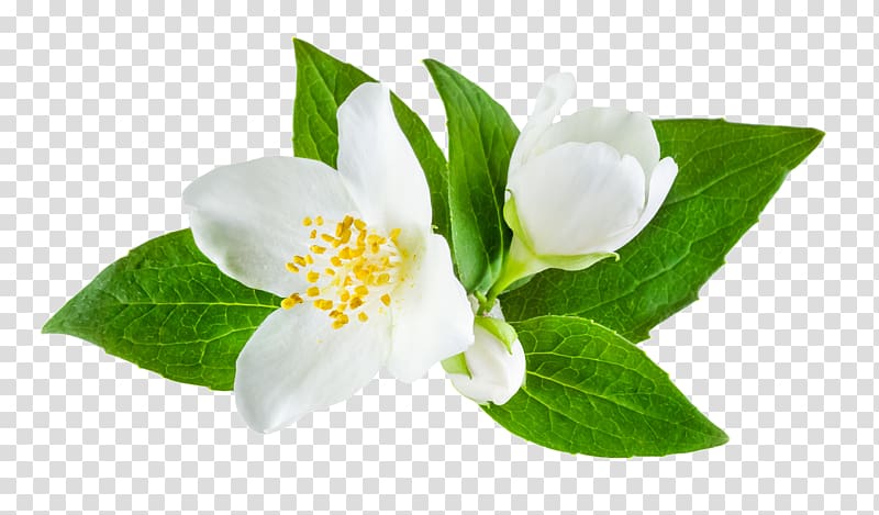 white flowers art, Jasminum officinale Flower , flower transparent background PNG clipart