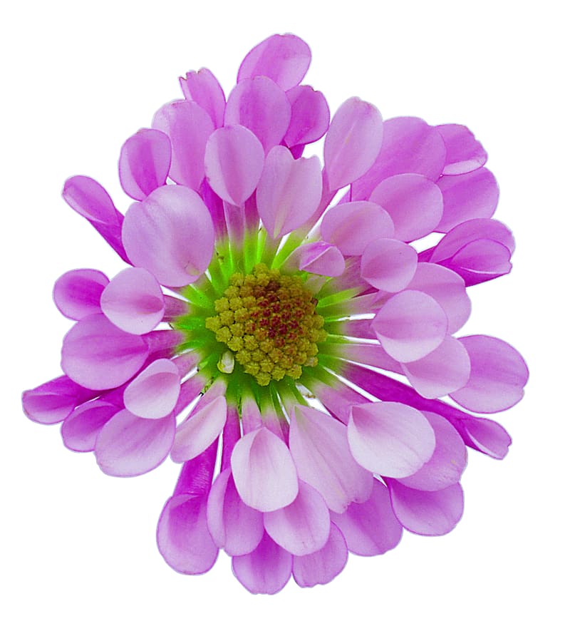 Flower resolution Desktop , Flower Free transparent background PNG clipart