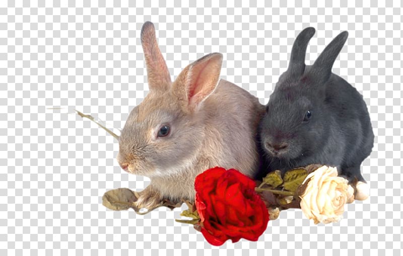 White Rabbit Animal Rose, Two little rabbits transparent background PNG clipart