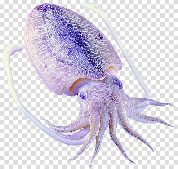 Octopus Squid Cephalopod Sepiidae Loliolus japonica, North America mullet transparent background PNG clipart