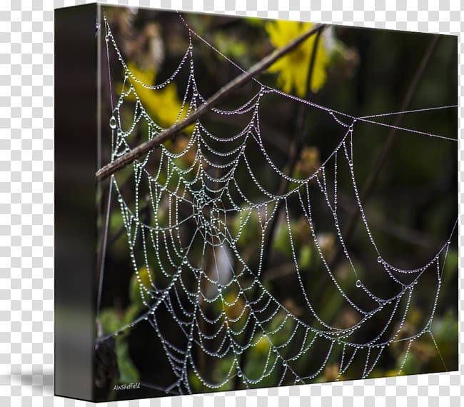 Spider web European garden spider Barn spider Tangle web spider, leslie allen fine artist transparent background PNG clipart