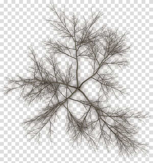 Fir Pine Tree Twig, tree transparent background PNG clipart