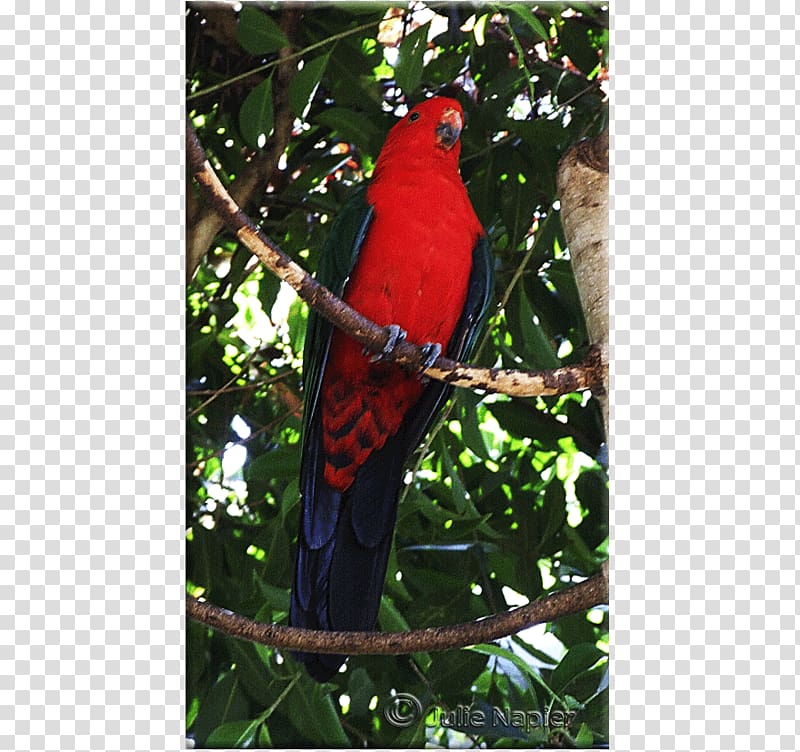 Parrot Bird Macaw Lories and lorikeets Rainbow lorikeet, parrot transparent background PNG clipart