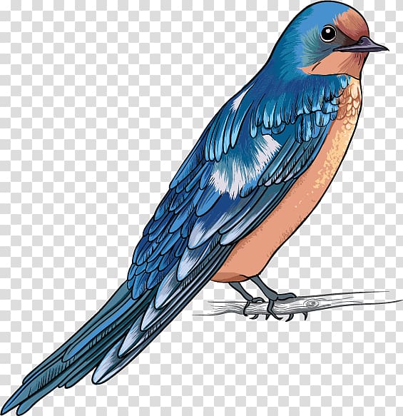 Bird Swallow Finch Bald Eagle, Bird transparent background PNG clipart