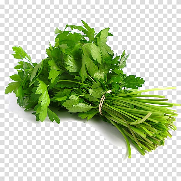 Coriander Indian cuisine Thai cuisine Herb Leaf vegetable, vegetable transparent background PNG clipart