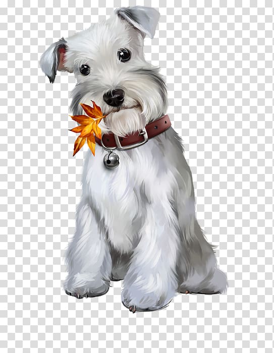 Miniature Schnauzer Puppy Pembroke Welsh Corgi Fox, puppy transparent background PNG clipart