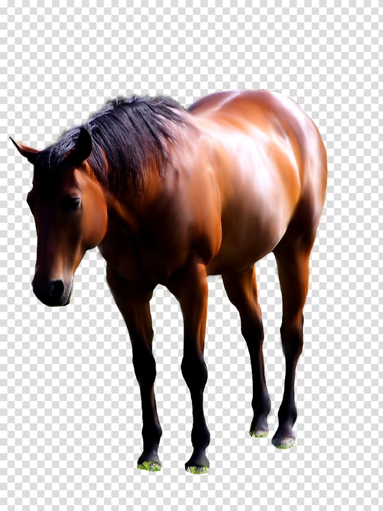 American Paint Horse Andalusian horse Mustang Foal Stallion, horse transparent background PNG clipart