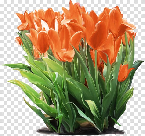 Floral design Tulip vase Cut flowers, tulip transparent background PNG clipart