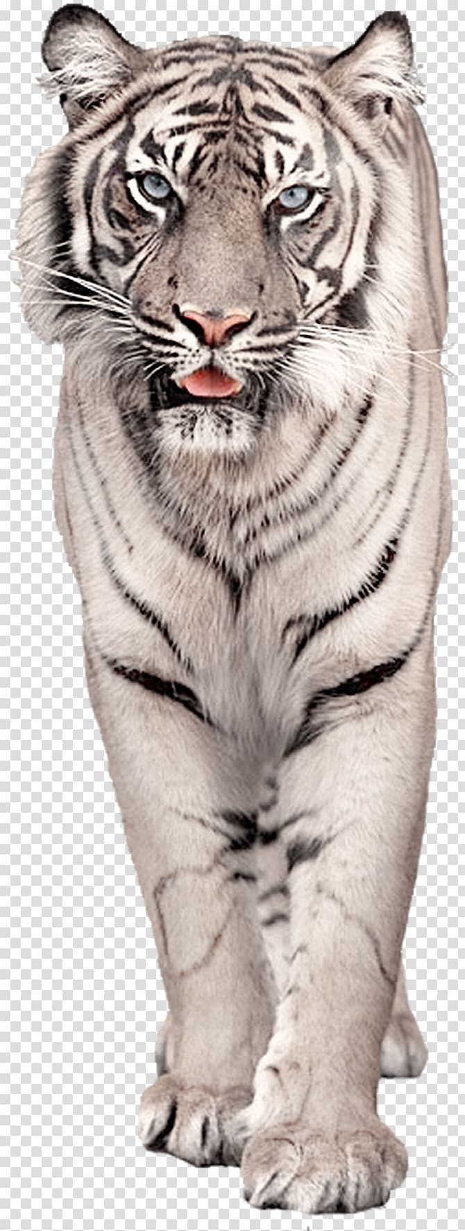 White tiger Cat , Cat transparent background PNG clipart