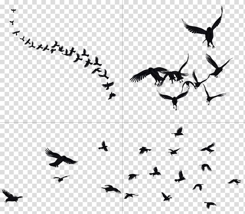 Bird , Flying Crow transparent background PNG clipart