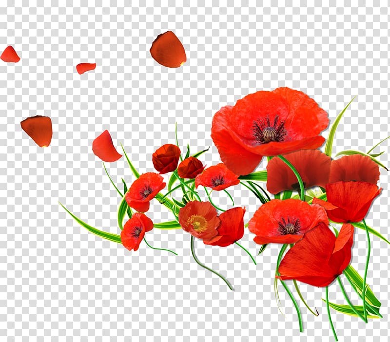 red poppy transparent background PNG clipart