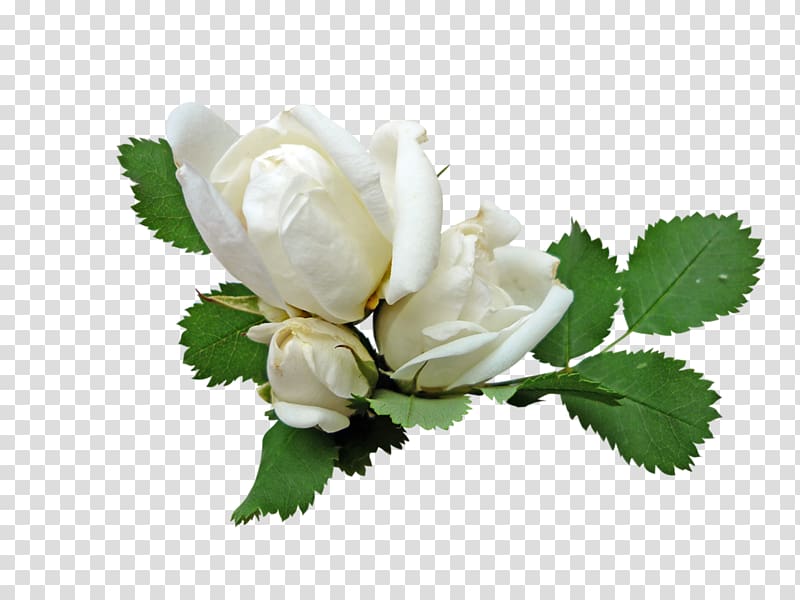 Garden roses Розы белые Rosa × alba , Flowers green transparent background PNG clipart