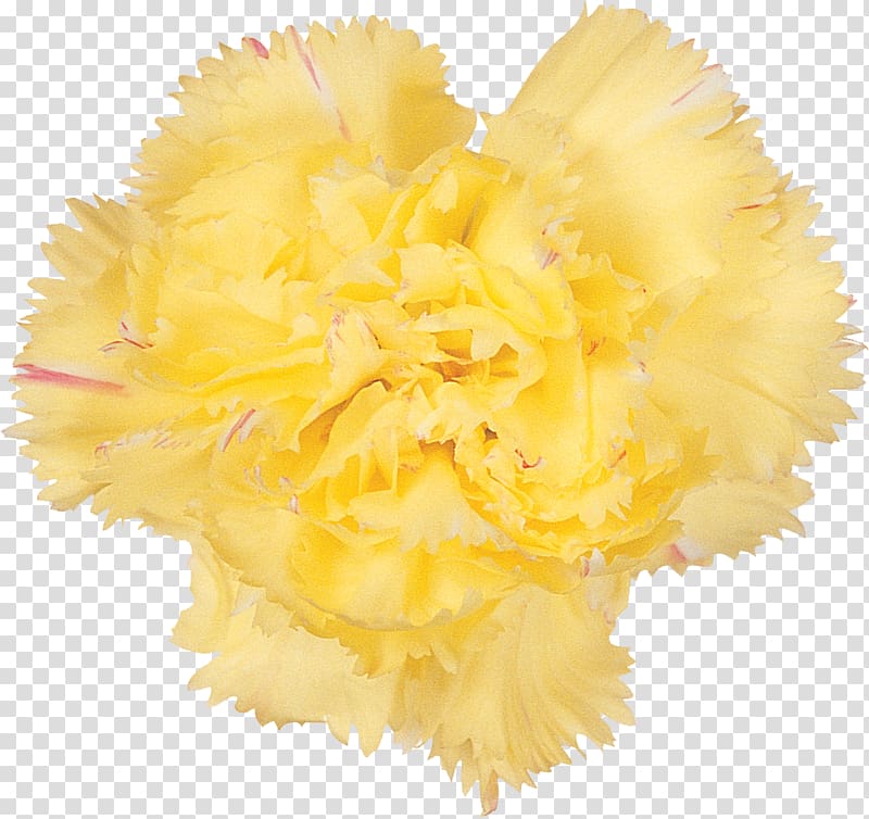 Cut flowers Carnation Petal Flowering plant, hibiscus transparent background PNG clipart