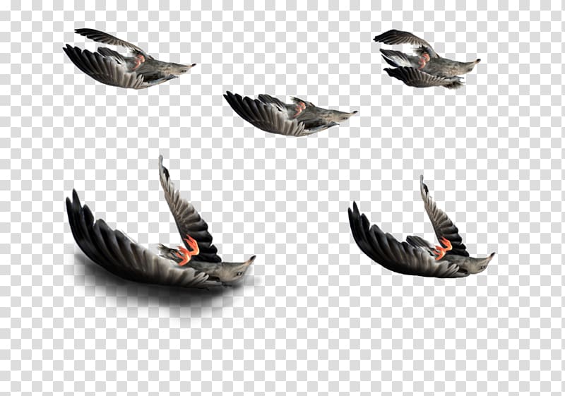 Bird , dead transparent background PNG clipart