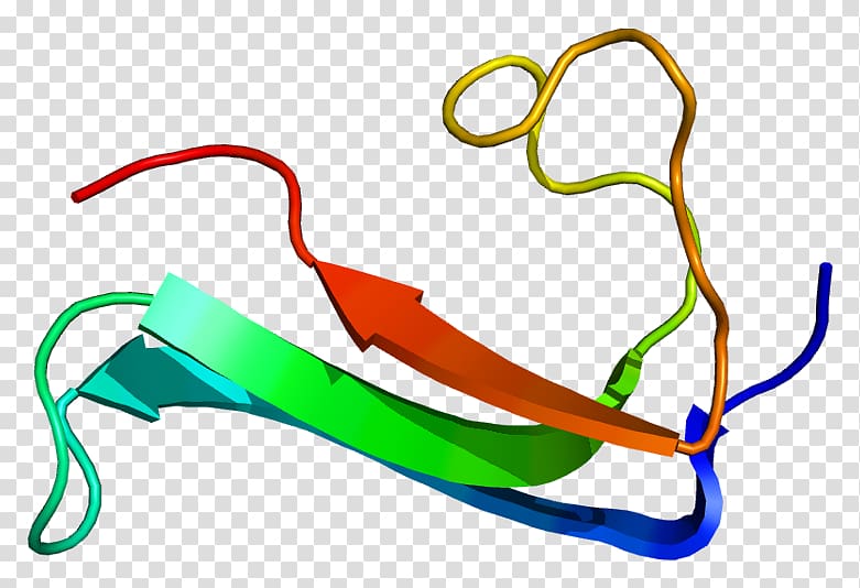 Midkine Protein Pleiotrophin Gene Heparin, Heparin transparent background PNG clipart