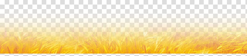 Sunlight Energy Sky Yellow , Wheat field transparent background PNG clipart