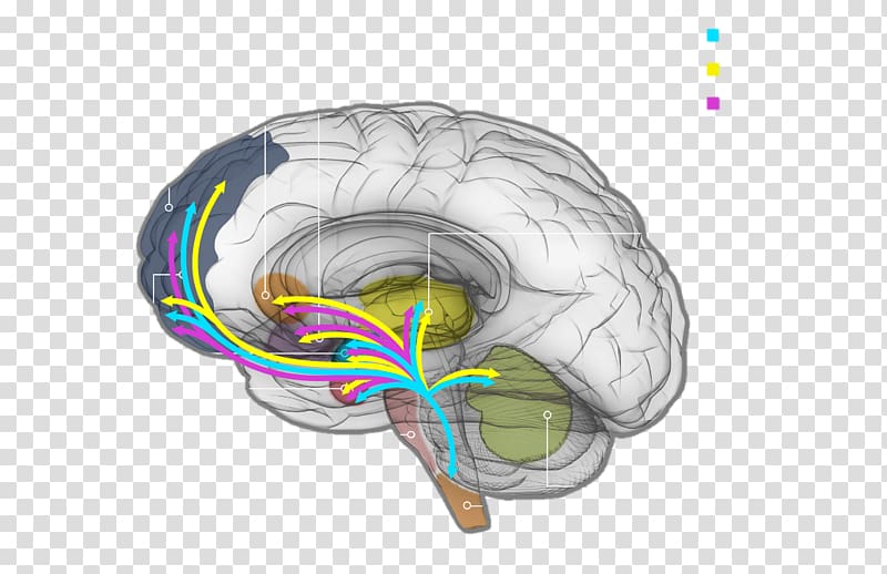Brain Neurochemistry Neurotransmitter Neurochemical Dopamine, Brain transparent background PNG clipart