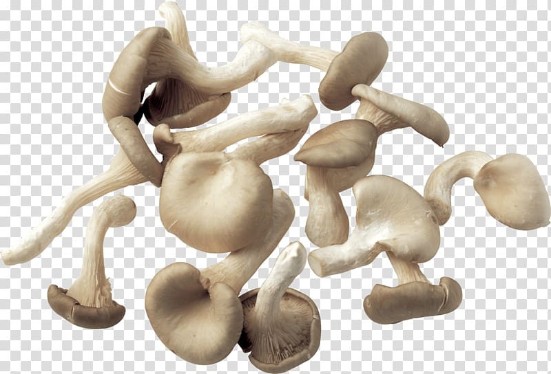 gray mushrooms art, Collection Of Mushrooms transparent background PNG clipart