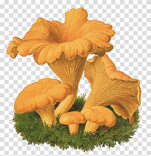Oyster Mushroom Chanterelle Fungus Drawing Agaricus, mushroom transparent background PNG clipart