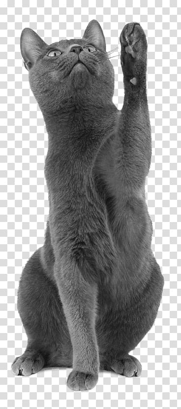 Korat Russian Blue Chartreux British Shorthair Burmese cat, price explanation transparent background PNG clipart