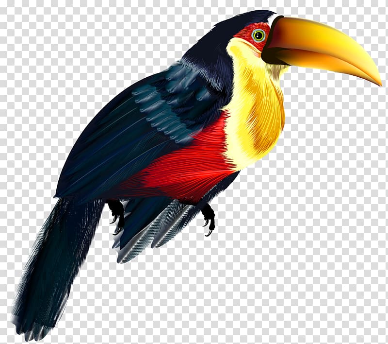 black and yellow toucan illustration, Bird , Pelican transparent background PNG clipart