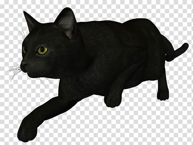 Black cat Bombay cat Korat Chartreux Manx cat, others transparent background PNG clipart