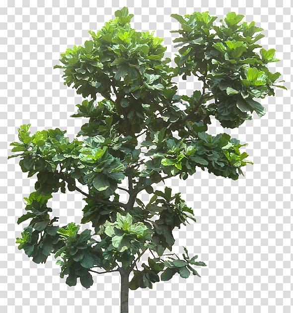 Fiddle-leaf fig Common fig Weeping fig Tree Plant, tree transparent background PNG clipart