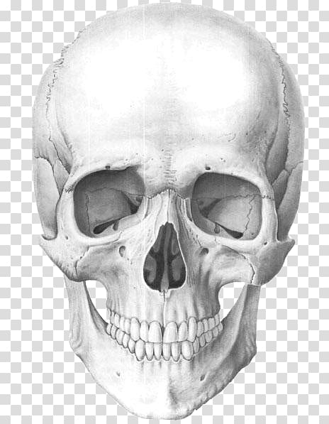 Human skull Human anatomy Human skeleton, skull transparent background PNG clipart