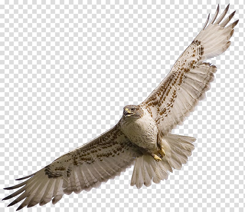 flying white and brown owl, Bird Owl Red-tailed hawk , Hawk transparent background PNG clipart