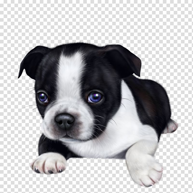 Boston Terrier Olde English Bulldogge Puppy Companion dog, puppy transparent background PNG clipart